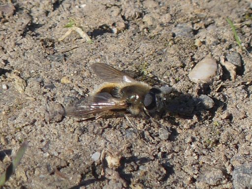 Cheilosia Grossa