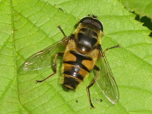 Totenkopf Schwebfliege