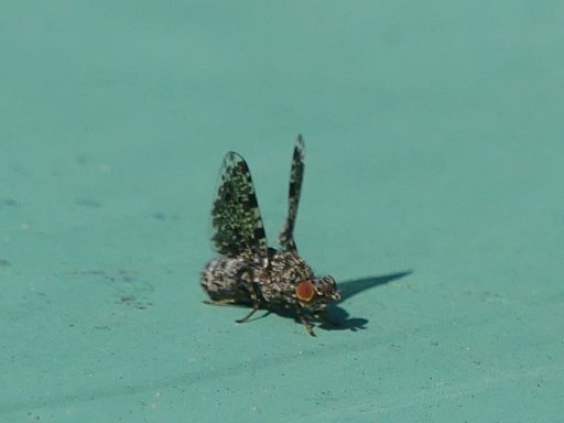 Pfauenfliege