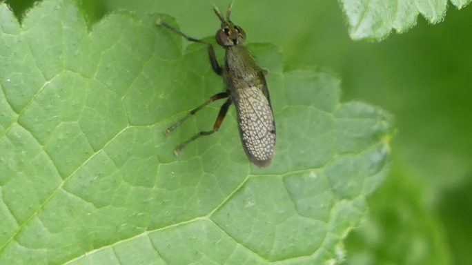 Melierte Schneckenfliege