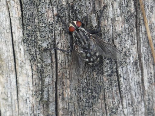 Graue Fleischfliege