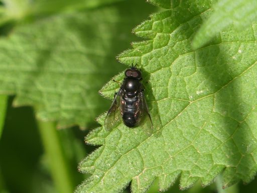 Dunkle Schwebfliege