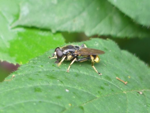Goldhaar Langbauch Schwebfliege