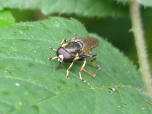 Goldhaar Langbauch Schwebfliege
