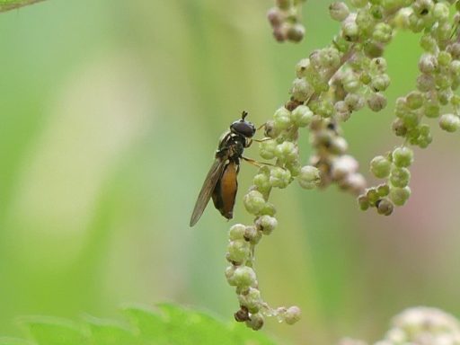 Gemeine Grasschwebfliege